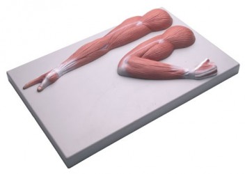 Model mięśni ramion - Image no.: 1