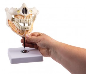 Model zębów stałych - Image no.: 5