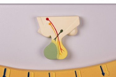 Model cyklu miesiączkowego - zmiany w równowadze hormonalnej i błonie śluzowej macicy - Image no.: 4