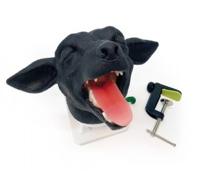 Trenażer głowy psa do intubacji - Image no.: 8