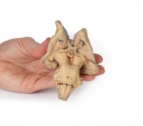Model anatomiczny pnia mózgu - Image no.: 3
