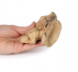 Model anatomiczny pnia mózgu - Image no.: 4