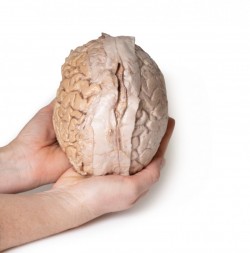 Model anatomiczny mózgu - Image no.: 3