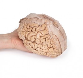 Model anatomiczny mózgu - Image no.: 4