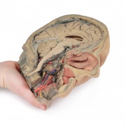 Model anatomiczny przekroju głowy - Image no.: 5