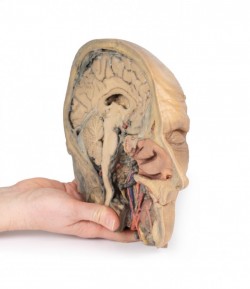 Model anatomiczny przekroju głowy - Image no.: 6