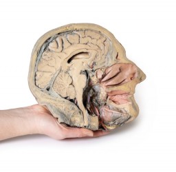 Model anatomiczny przekroju głowy - Image no.: 7