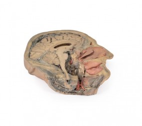 Model anatomiczny przekroju głowy - Image no.: 1