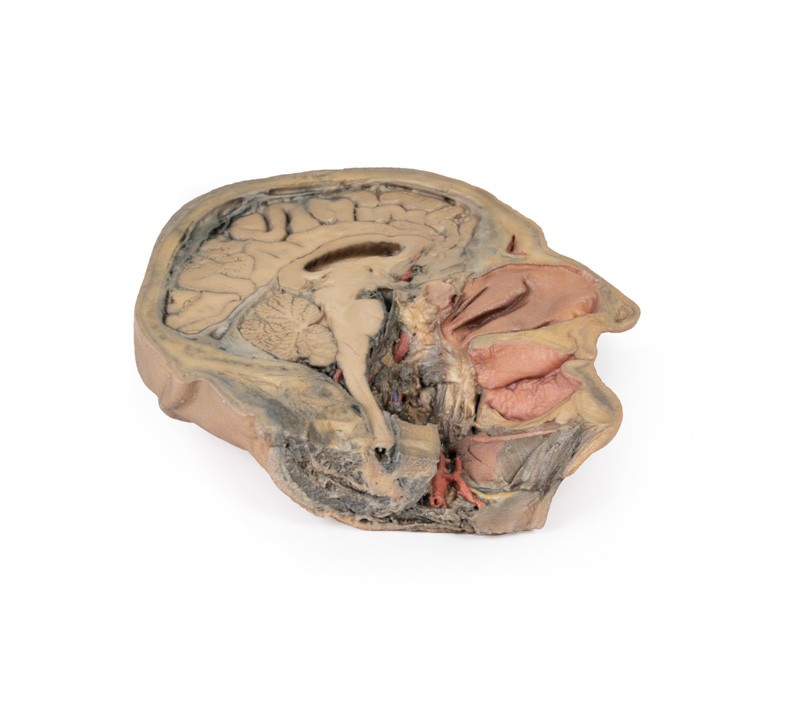 Model anatomiczny przekroju głowy - Image no.: 1