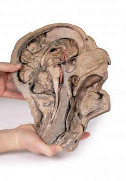 Model anatomiczny strzałkowego przekroju głowy i szyi - Image no.: 3