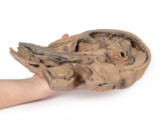Model anatomiczny strzałkowego przekroju głowy i szyi - Image no.: 7