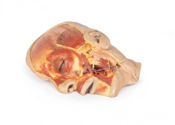 Model anatomiczny twarzy - Image no.: 2