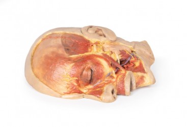 Model anatomiczny twarzy - Image no.: 3