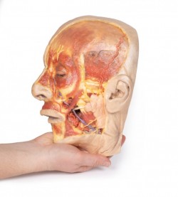Model anatomiczny twarzy - Image no.: 5
