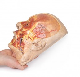 Model anatomiczny twarzy - Image no.: 7