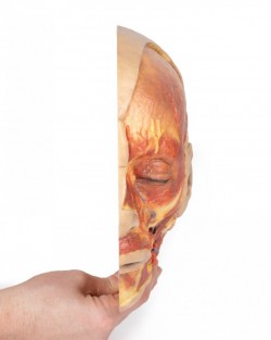 Model anatomiczny twarzy - Image no.: 8