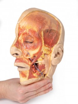 Model anatomiczny twarzy - Image no.: 9