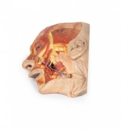 Model anatomiczny twarzy - Image no.: 1