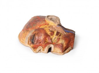 Model anatomiczny nerwów twarzy i ślinianki przyusznej - Image no.: 2