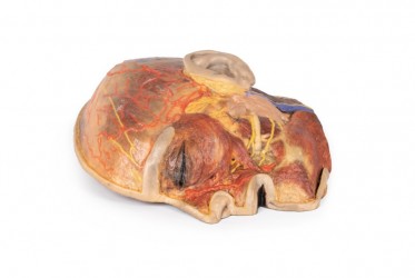Model anatomiczny nerwów twarzy i ślinianki przyusznej - Image no.: 3