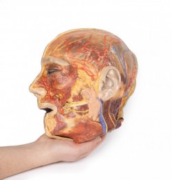 Model anatomiczny nerwów twarzy i ślinianki przyusznej - Image no.: 4