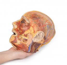 Model anatomiczny nerwów twarzy i ślinianki przyusznej - Image no.: 5