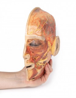 Model anatomiczny nerwów twarzy i ślinianki przyusznej - Image no.: 8