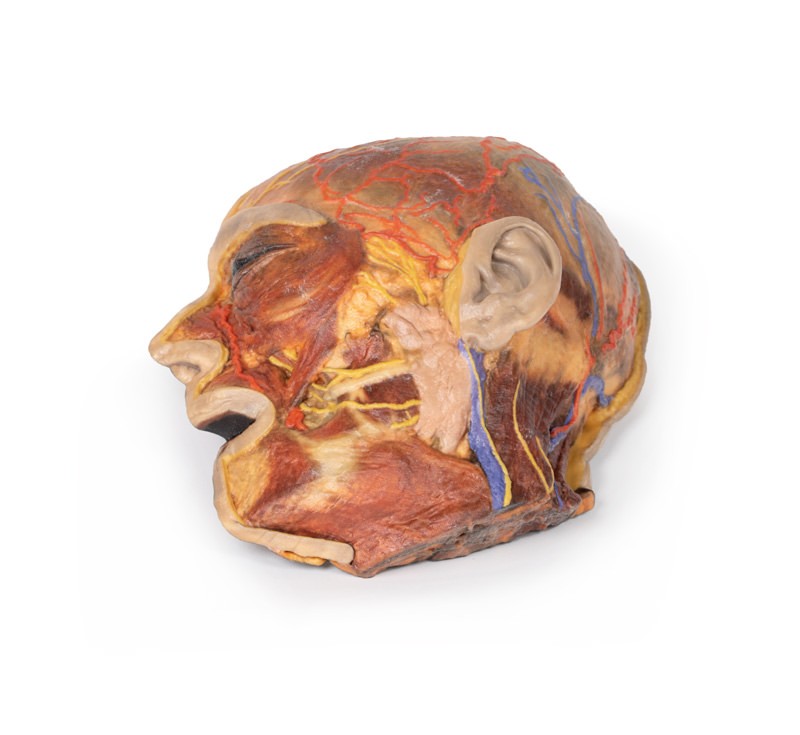Model anatomiczny nerwów twarzy i ślinianki przyusznej - Image no.: 1