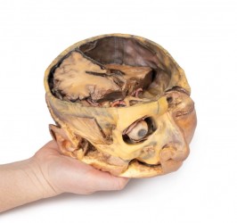 Model anatomiczny poprzecznego przekroju głowy - Image no.: 5