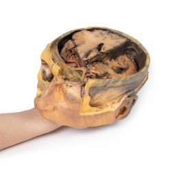 Model anatomiczny poprzecznego przekroju głowy - Image no.: 9