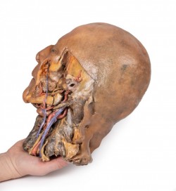 Model anatomiczny strzałkowego przekroju głowy i szyi (dół podskroniowy+ tętnica szyjna) - Image no.: 9