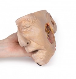 Model anatomiczny ślinianki przyusznej i nerwu twarzowego - Image no.: 4