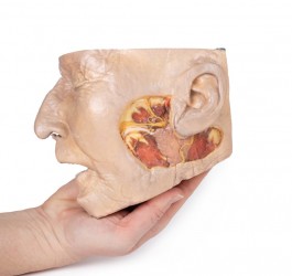 Model anatomiczny ślinianki przyusznej i nerwu twarzowego - Image no.: 5