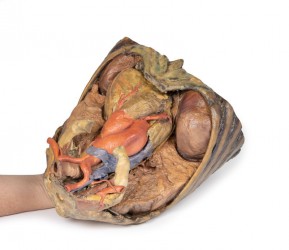 Model anatomiczny klatki piersiowej z sercem i naczyniami - Image no.: 5