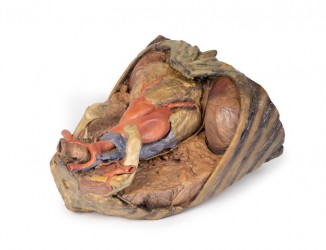 Model anatomiczny klatki piersiowej z sercem i naczyniami - Image no.: 6