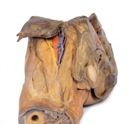 Model anatomiczny wnęki lewego płuca - Image no.: 6