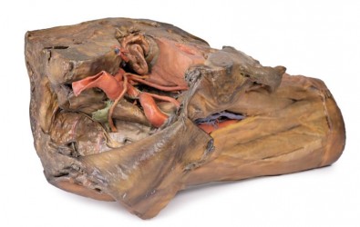 Model anatomiczny wnęki lewego płuca - Image no.: 8