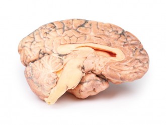 Model anatomiczny czaszkogardlaka - Image no.: 1