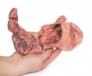 Model anatomiczny żołądka - Image no.: 3