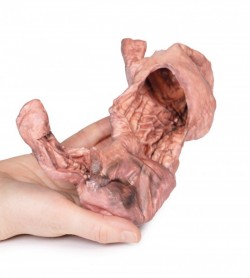 Model anatomiczny żołądka - Image no.: 4