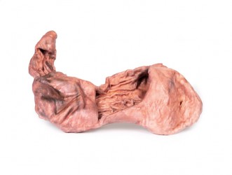 Model anatomiczny żołądka - Image no.: 1