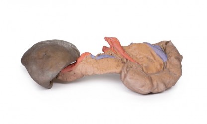 Model anatomiczny śledziony i trzustki - Image no.: 2
