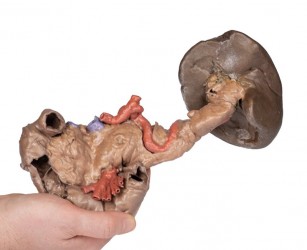 Model anatomiczny śledziony i trzustki - Image no.: 3