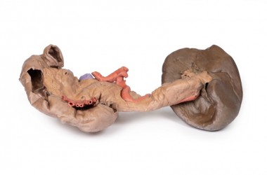 Model anatomiczny śledziony i trzustki - Image no.: 1