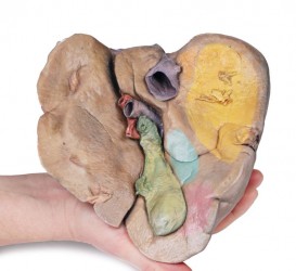 Model anatomiczny wątroby (naczynia + pęcherzyk żółciowy) - Image no.: 4
