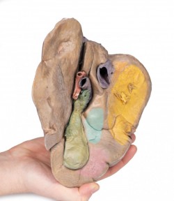 Model anatomiczny wątroby (naczynia + pęcherzyk żółciowy) - Image no.: 5