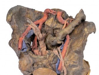 Model anatomiczny miednicy żeńskiej (struktury głębokie) - Image no.: 2