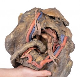 Model anatomiczny miednicy żeńskiej (struktury głębokie) - Image no.: 3