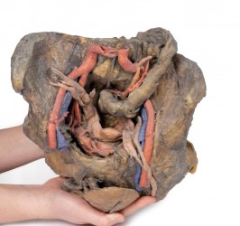 Model anatomiczny miednicy żeńskiej (struktury głębokie) - Image no.: 6