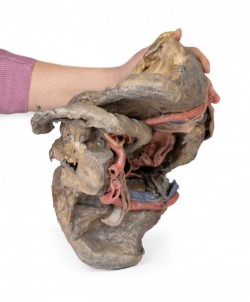 Model anatomiczny miednicy żeńskiej (struktury głębokie) - Image no.: 7